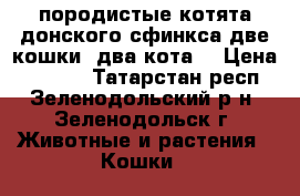 породистые котята донского сфинкса две кошки ,два кота. › Цена ­ 5 000 - Татарстан респ., Зеленодольский р-н, Зеленодольск г. Животные и растения » Кошки   